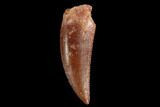 Serrated, Raptor Tooth - Real Dinosaur Tooth #124876-1
